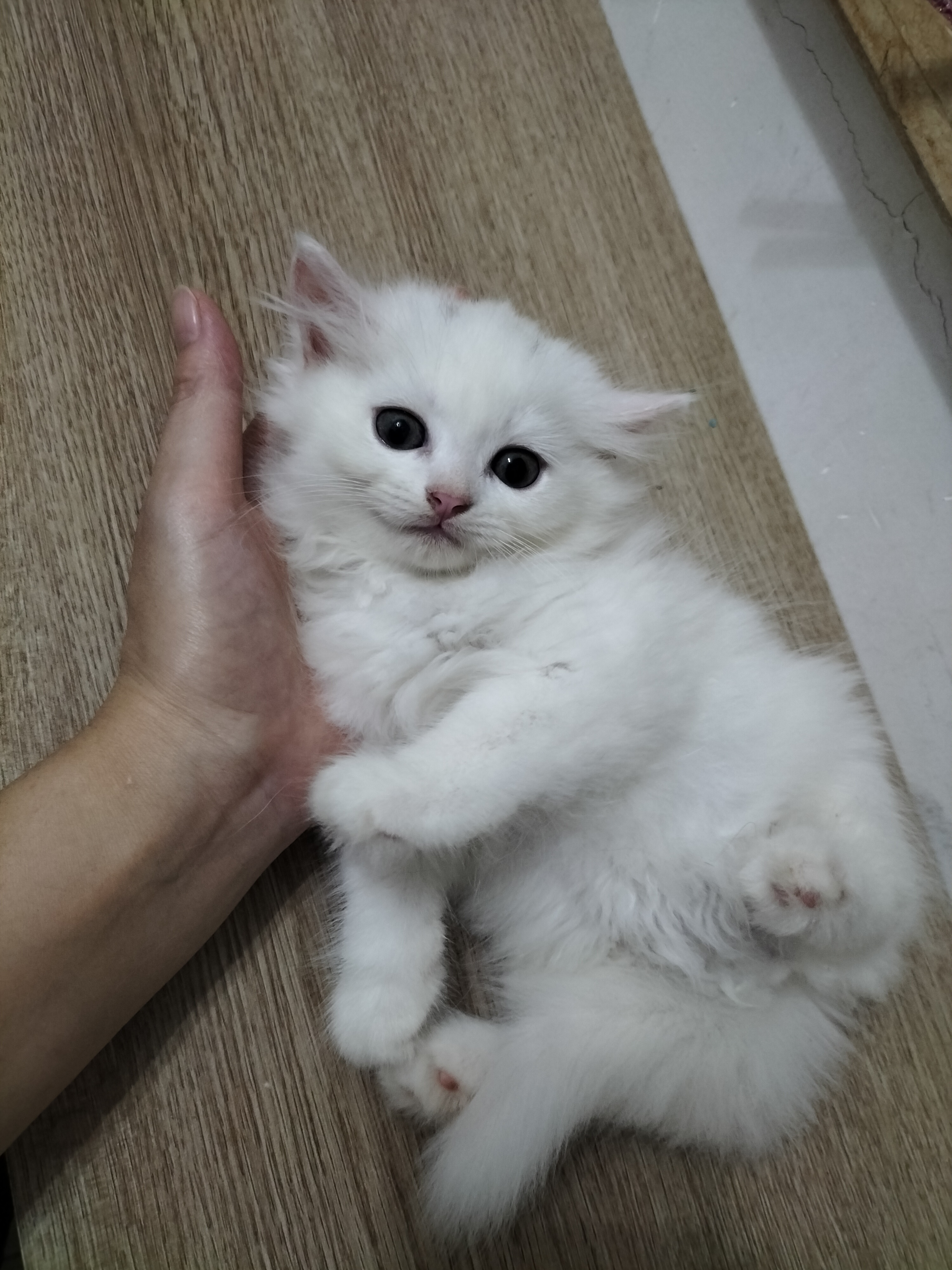 长毛白猫